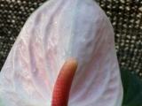 Flower Plants for sale