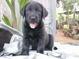 black labrador