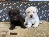 Labrador puppies