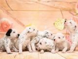 Dalmatian female puppies