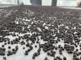 SRI LANKA BLACK PEPPER PREMIUM QUALITY