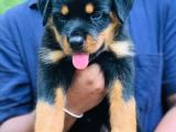 Rottweiler puppy