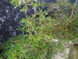 KUURU KOTTAN PLANTS FOR SALE