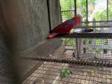 birds