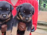 Rottweiler puppy
