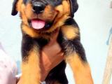 Rottweiler puppy
