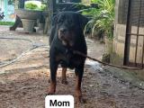 Rottweiler puppy