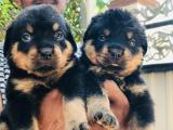 Rottweiler puppy