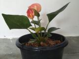 Flower Plants for sale