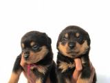 Rottweiler puppy