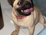 PUG FEMALE PUPPY