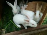 baby rabbit