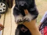 German shepard