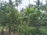 Land for sale Matara