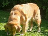 GOLDEN OPPORTUNITY FOR ALL GOLDEN RETRIEVER