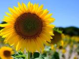 Sunflower seeds