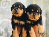 Rottweiler puppy
