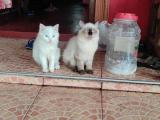 Persian Cats