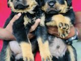 Rottweiler puppy