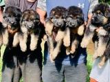 German shepard