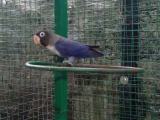 bird
