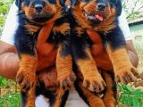 Rottweiler puppy