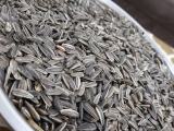 sunflower seeds