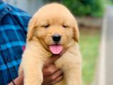 golden retriever puppy