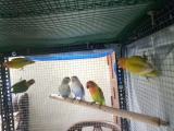 love birds