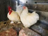chiken