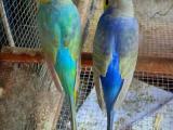 breeding paires