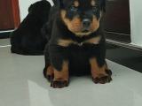 Rottweiler puppy