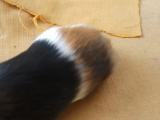 Guinea pig
