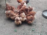 chiken