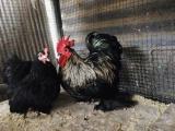 chicken