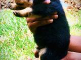 Rottweiler puppy