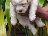 terrier puppys