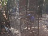 love bird cage