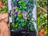 Samsung Other model Samsung Galaxy m01  (Used)