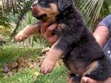 Rottweiler puppy