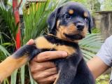 Rottweiler puppy