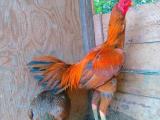 chicken