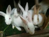 rabbit