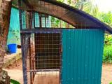 dog cage