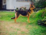 German shepherd
