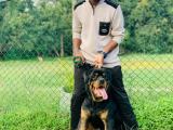rott puppys for sale