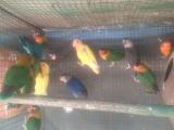 parrot for sale