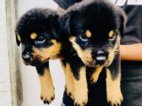 rott puppys for sale