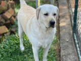 labrador puppy for sale