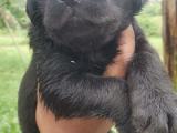 labrador puppy for sale